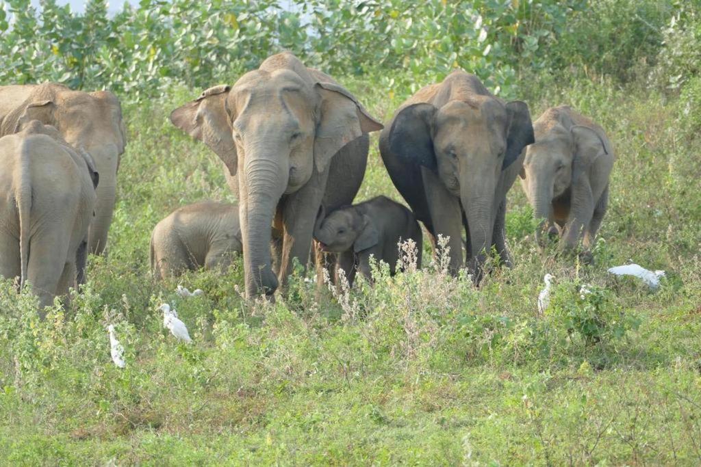 Gal Oya Lake View Inginiyagala Polwatta Luaran gambar