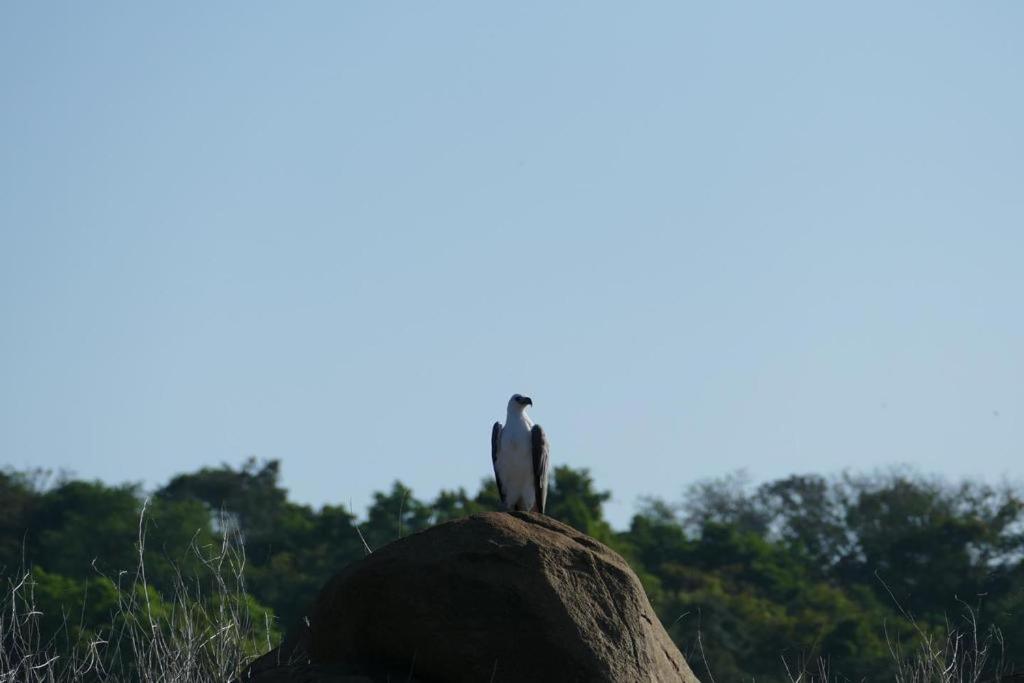 Gal Oya Lake View Inginiyagala Polwatta Luaran gambar