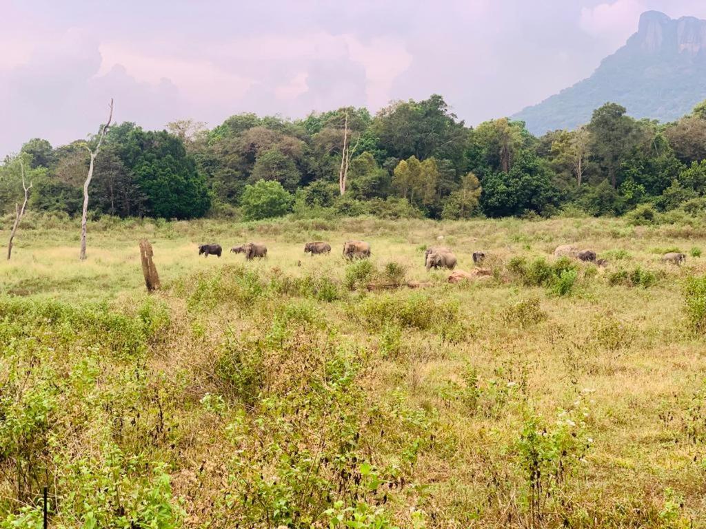 Gal Oya Lake View Inginiyagala Polwatta Luaran gambar
